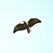 Buse variable 