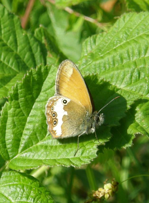 Papillon Céphale 