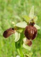 ophrys-aranifera.jpg