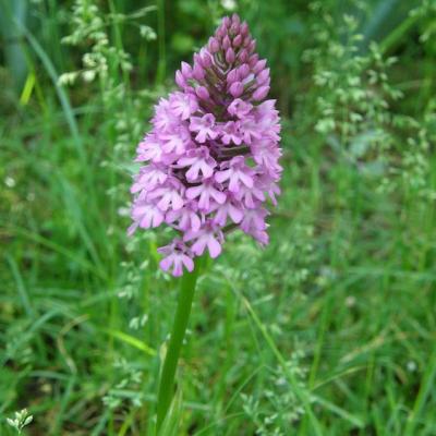 Orchidées sauvages du Jura