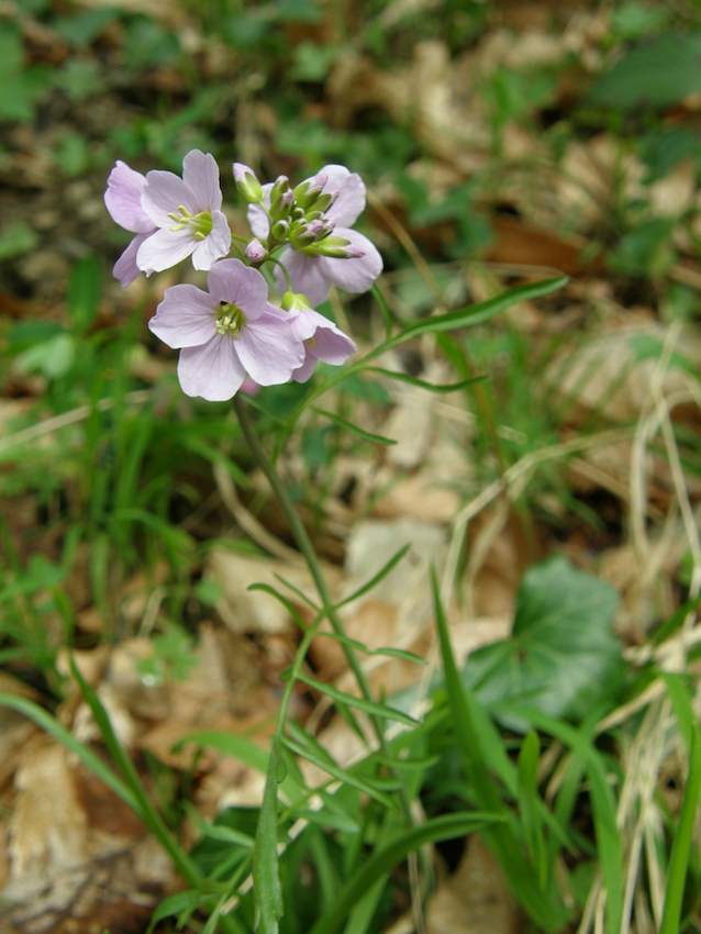 Cardamine des près