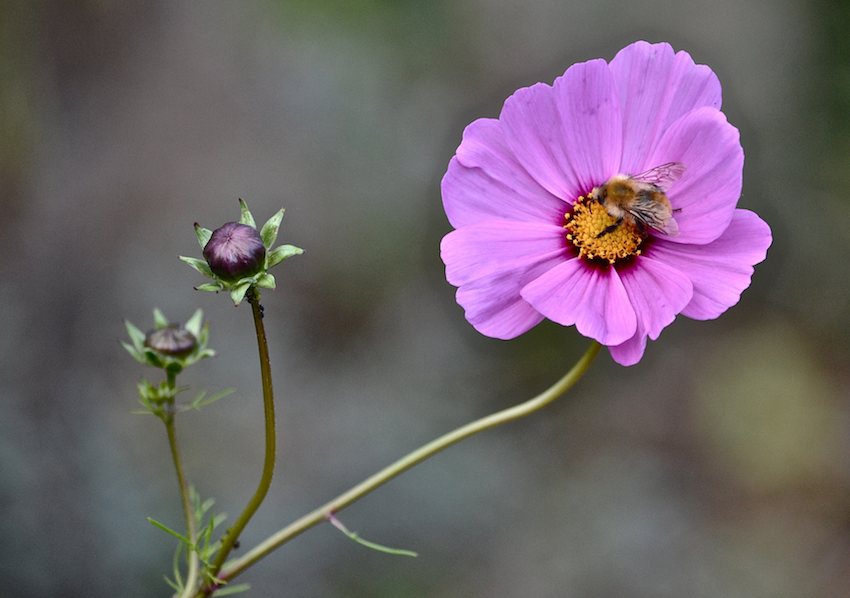 Cosmos et abeille