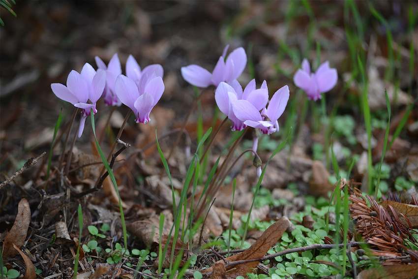 Cyclamen