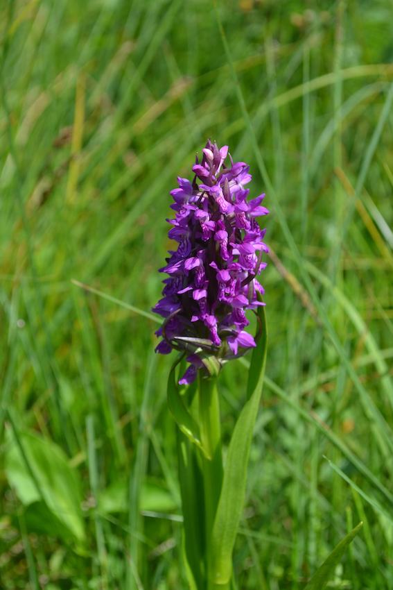 Dactylorhiza incarnata