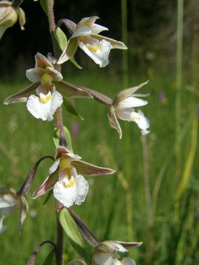 Epipactis palustris