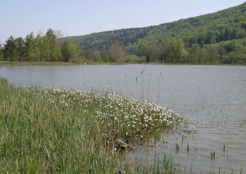 Etang de Besain