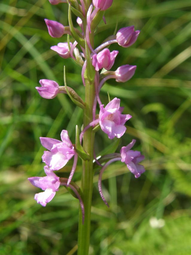 Gymnadenia conopsea