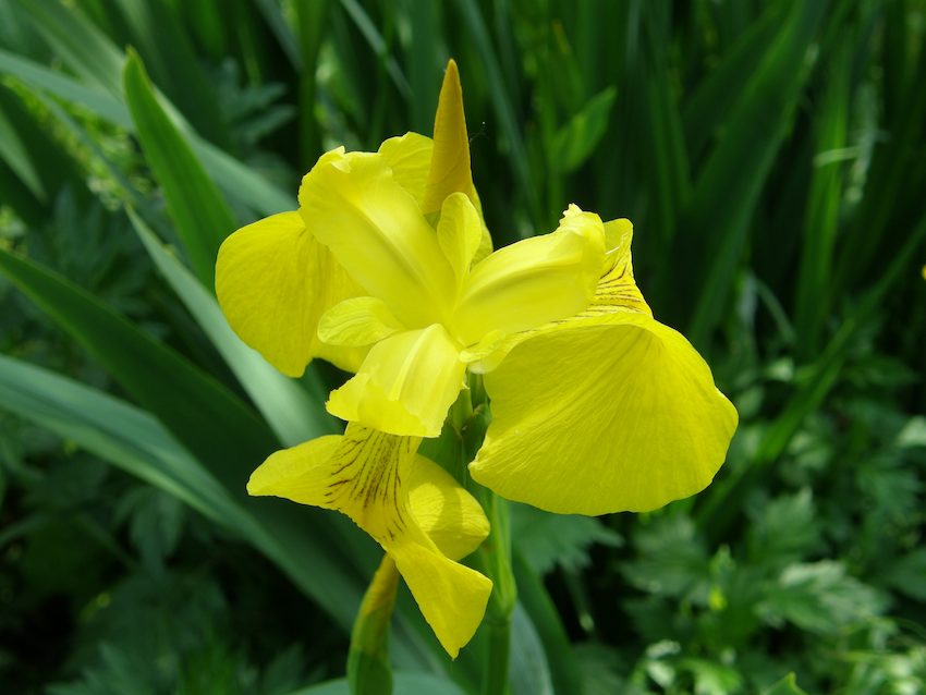 Iris des marais 