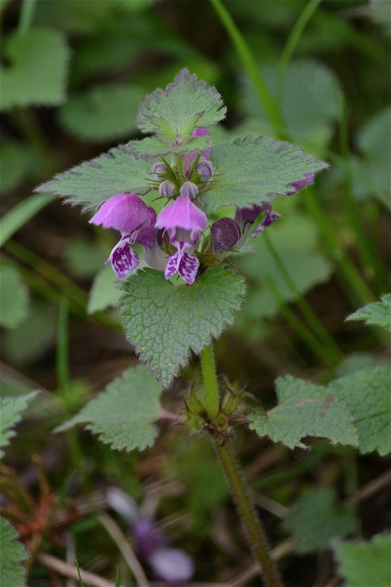 Lamier tacheté - Lamium maculatum