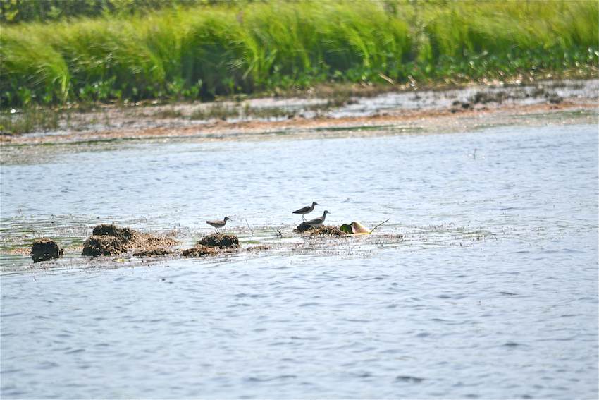 Les lacs et la faune