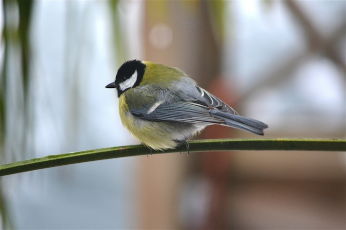 Mésange charbonnière