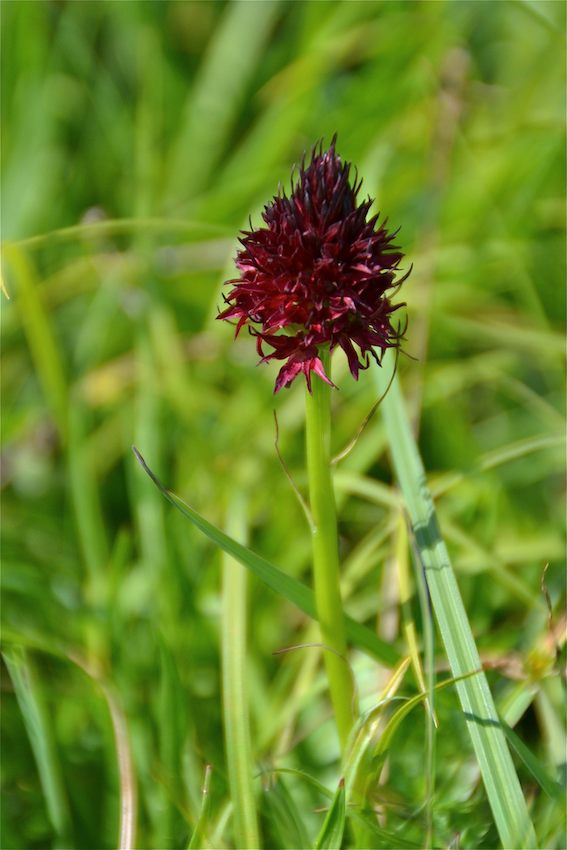 Nigritella austriaca