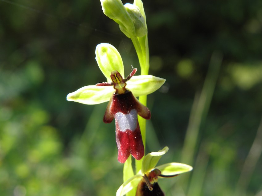 Ophrys insectifera - O. mouche