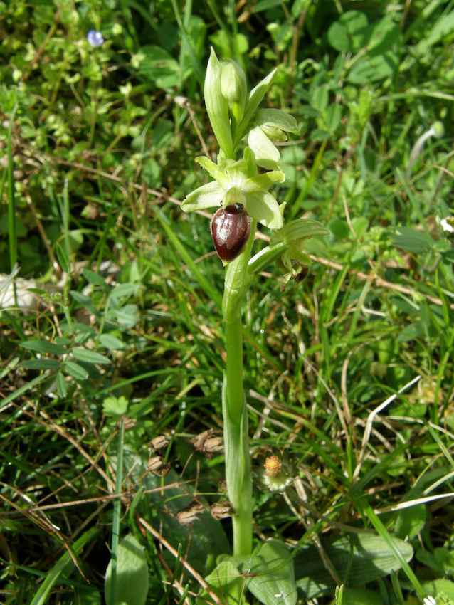 Ophrys sphegodes - Ophrys araignée