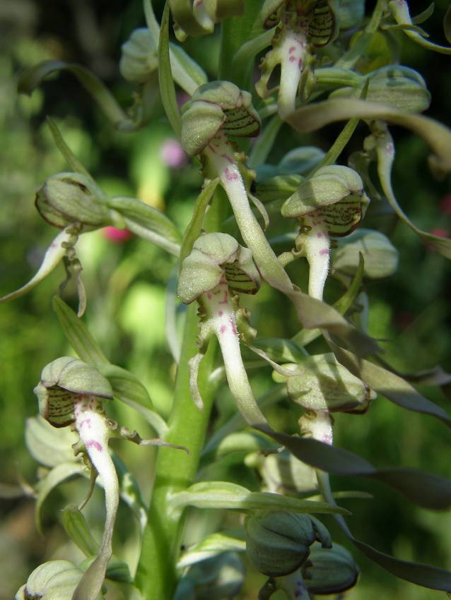 Himantoglossum hircinum - Orchis bouc