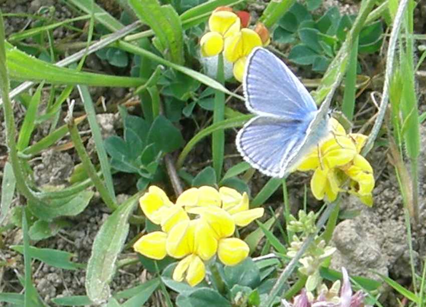 Papillon Argus bleu sur Lotier
