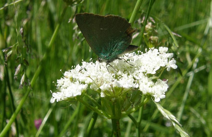 Papillon Argus vert sur Ombélifère 