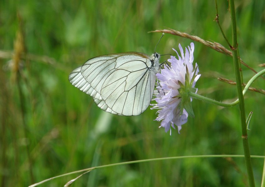 Papillon Gazé 