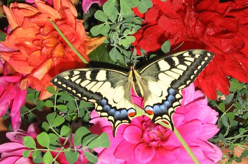 Papillon Machaon 2