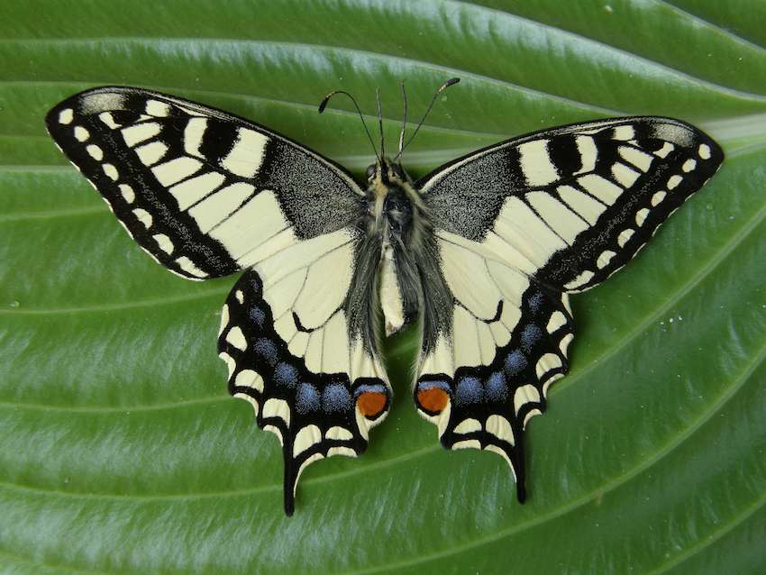 Papillon Machaon 