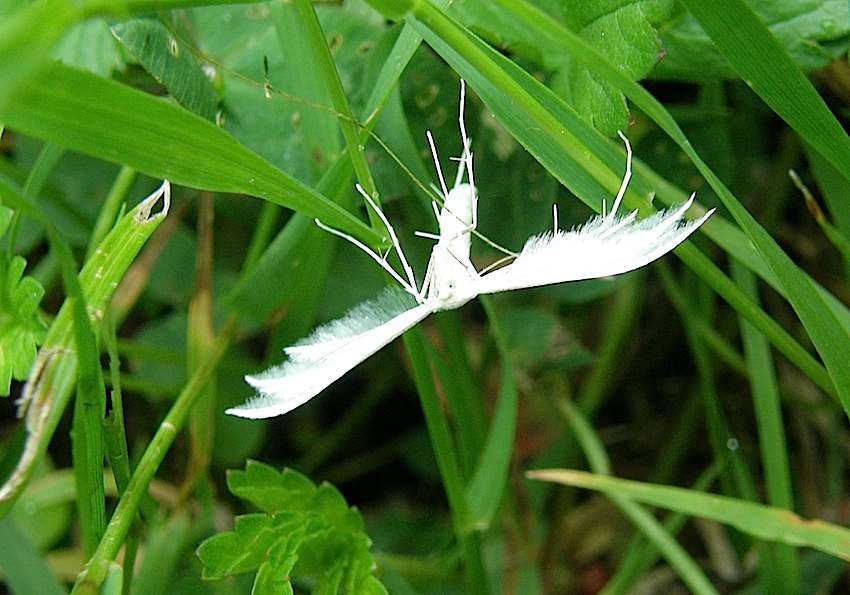 Papillon Pterophore blanc 