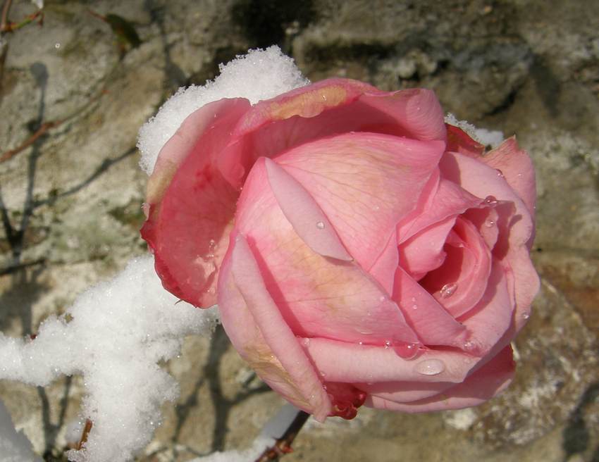 Rose sous la neige