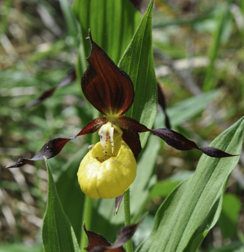 Sabot de Vénus