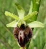 ophrys-aranifera-1.jpg