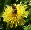 pissenlit-et-abeille.jpg